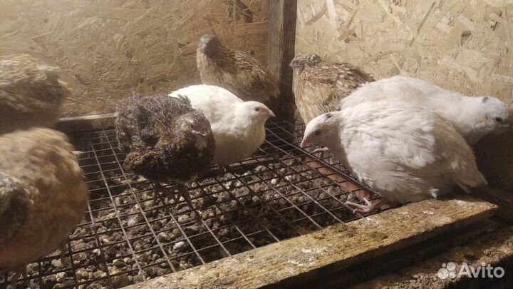 Перепела молодые