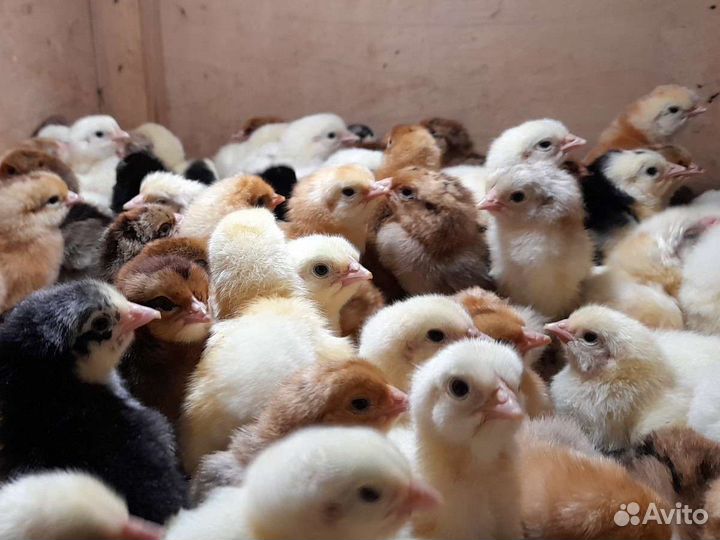 Цыплята доминанты