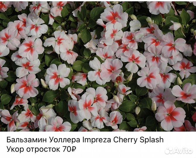 Бальзамины