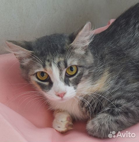 Трехцветка-красотка