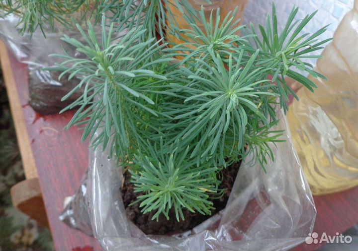 Молочай Кипарисовый