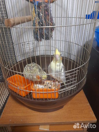 Шиншилла. Попугаи