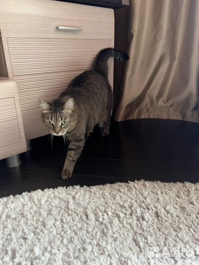 Кошка домашняя