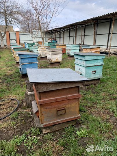 Свежий мёд 2023 со своей пасеки