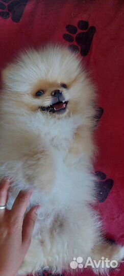 Щенки шпица