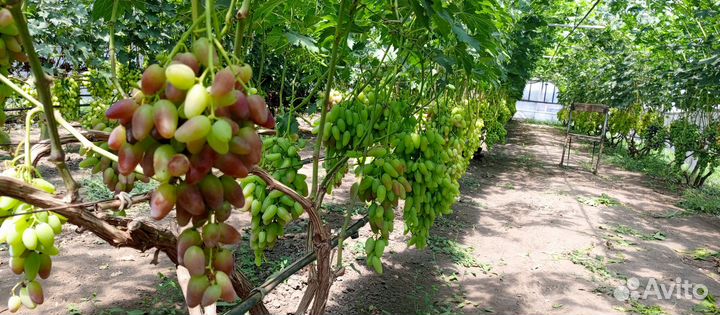 Дозревает виноград