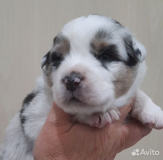 Щенки аусси