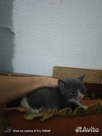Британские котята