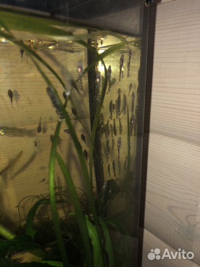 Сомик анцитрус малек