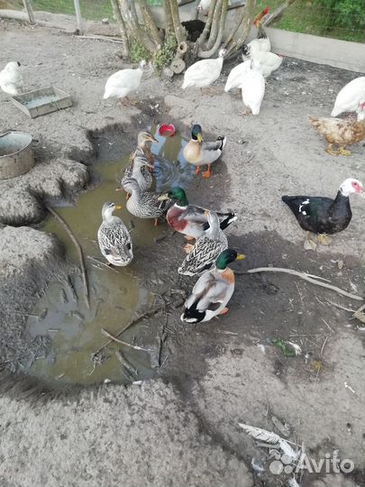 Утка кряква