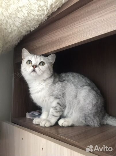 Шотланский котенок