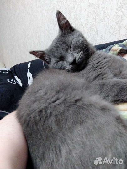 Передержка домашних животных