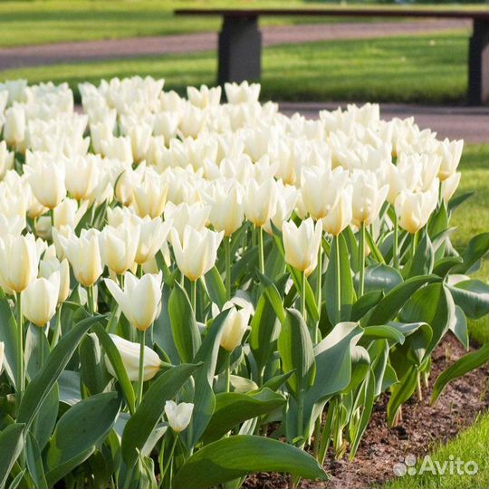Луковицы тюльпанов оптом