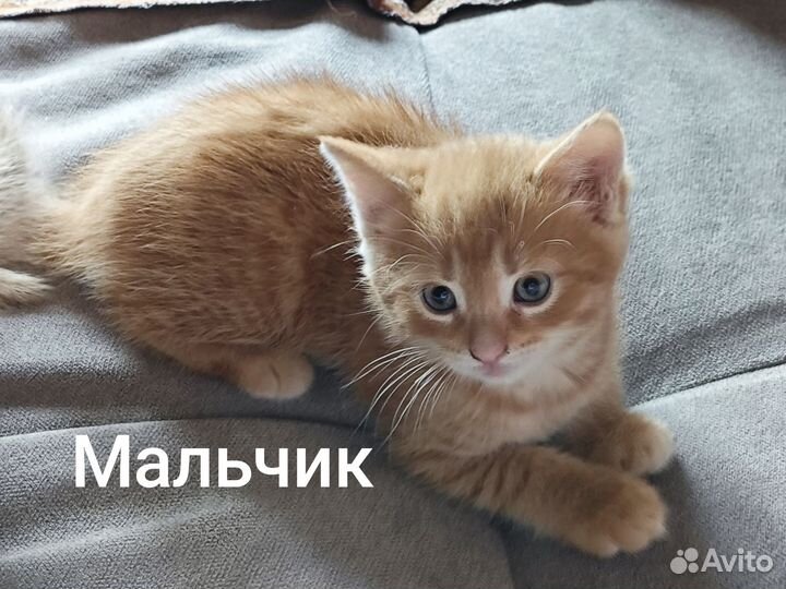 Отдам котят в добрые руки