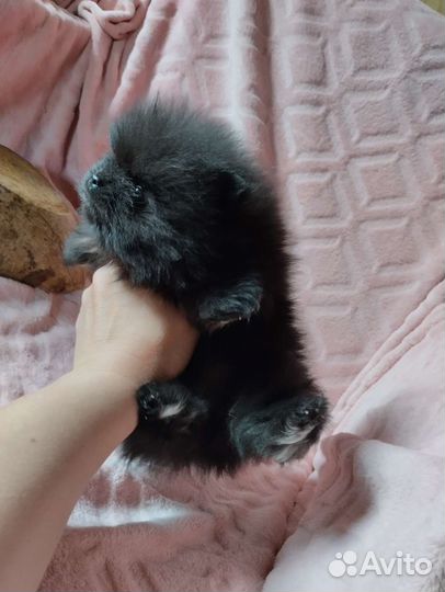 Шпиц. Доставка. Мишки Бу