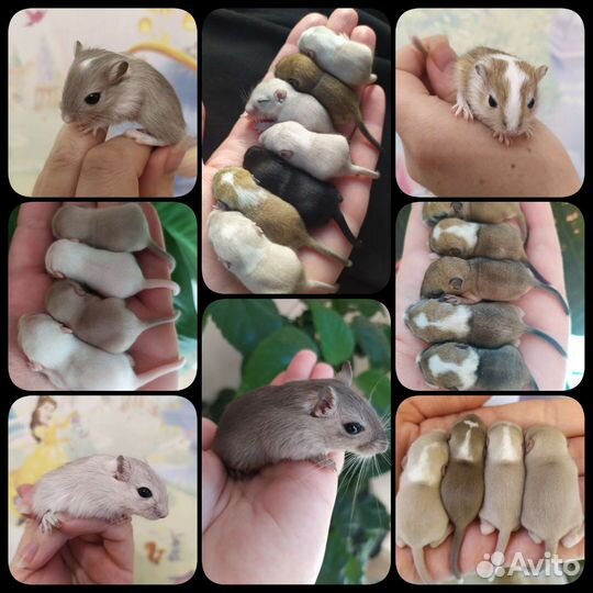 Монгольская песчанка разные окрасы