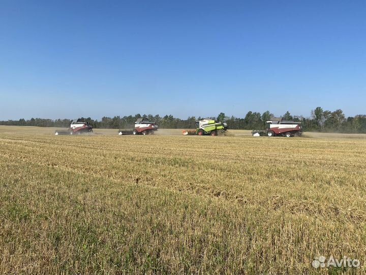 Уборка урожая подсолнечника, сои, лен.2023