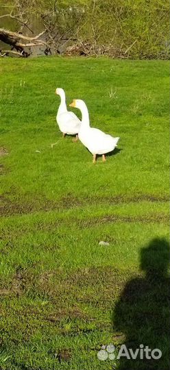 Инкубационное яйцо гусей