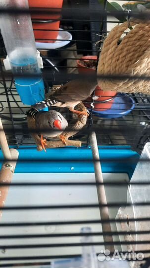 Продам двух амадинов, девочки 6 месяцев, с клеткой