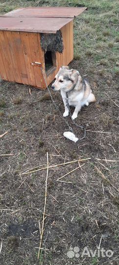 Собачка в добрые руки