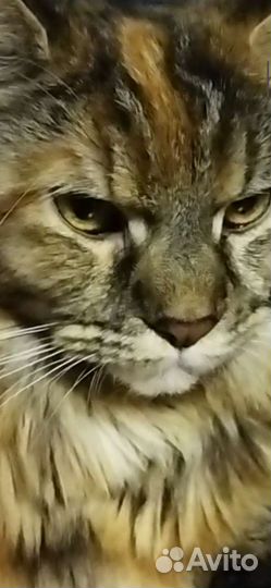 Кошка на вязку