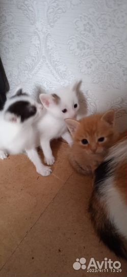 Кошки и котики