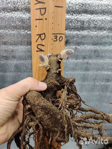 Павловния гибриды оригинал Корни