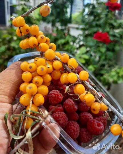 Облепиха крупная сладкая без шипов