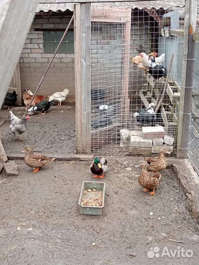 Домашняя птица