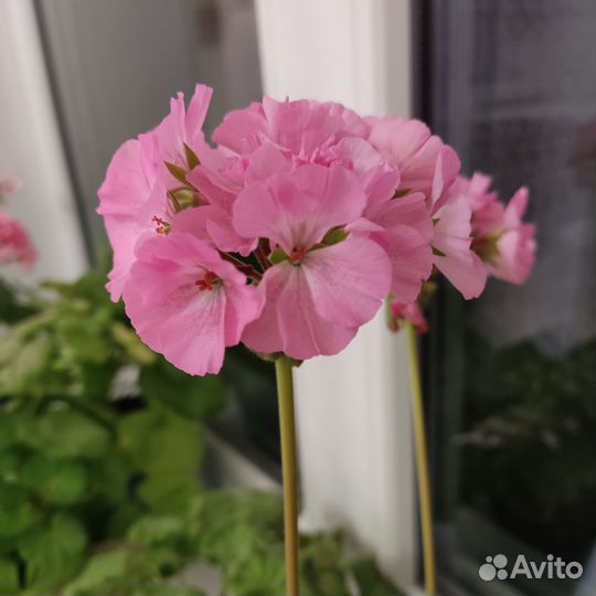 Комнатные цветы