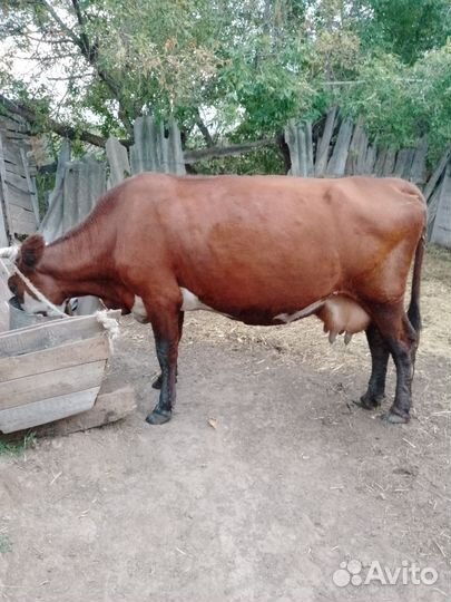 Корова стельная дойная