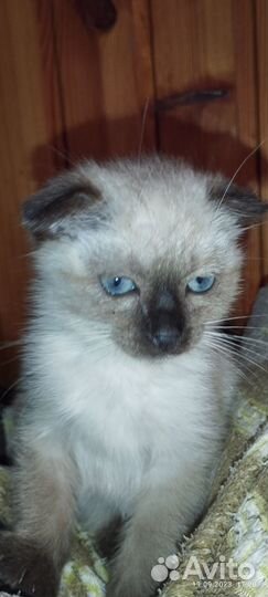 Продам в добрые руки