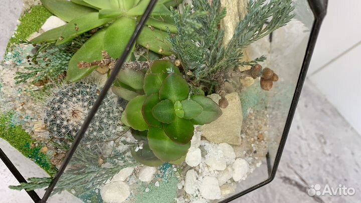 Флорариум с эхеверией