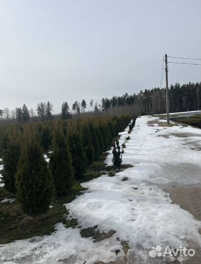 Можжевельник Андорра Компакт