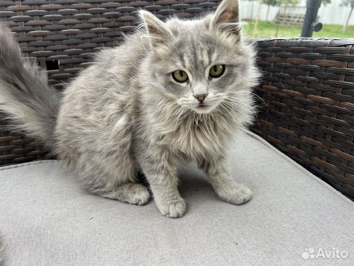 Котик бесплатно