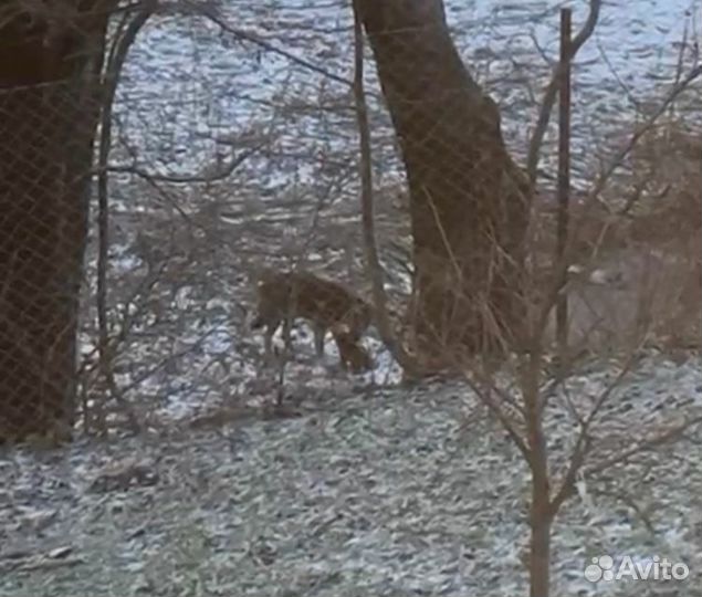 Нужна помощь щенку