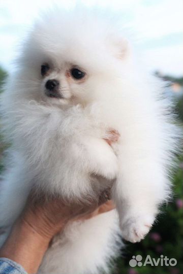 Померанский шпиц, чихуахуа