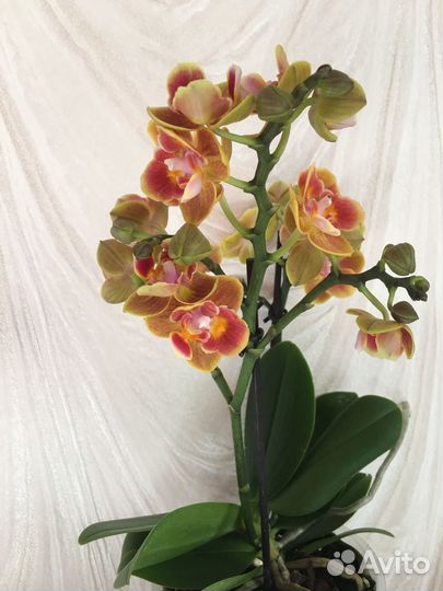 Орхидея фаленопсис бабочка