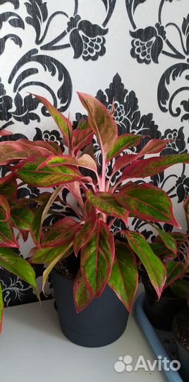 Аглаонема Крит