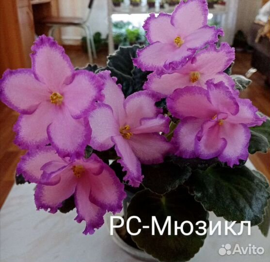 Фиалки махровые