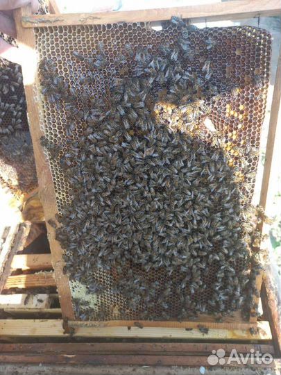 Пчелопакеты