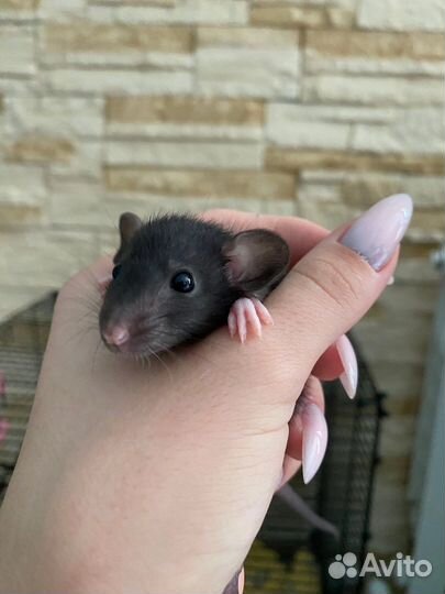 Крысята дамбо