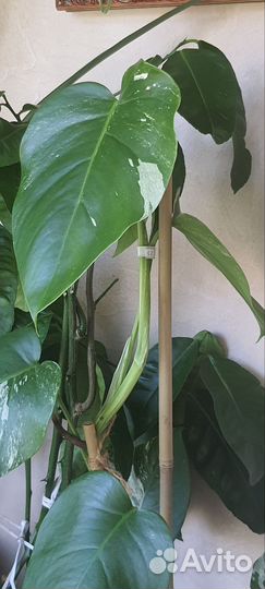 Гранат, монстера Альба