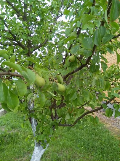 Дача 30 м² на участке 8 сот.