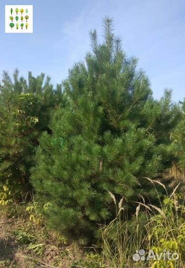 Крупномеры сосны