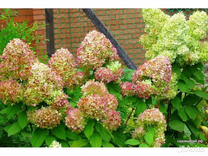 Гортензия саженцы