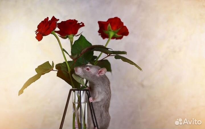 Крысята Devil