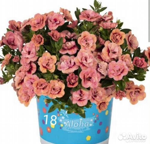 Калибрахоа 2