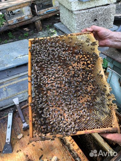 Пчелосемьи без ульев