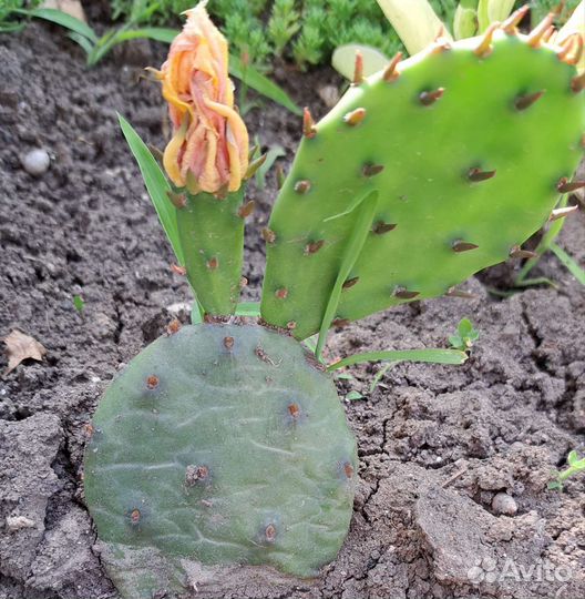 Кактус опунция уличная
